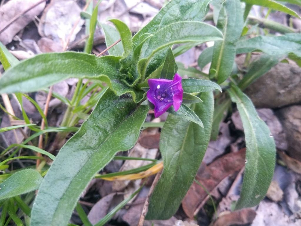 echium vulgare?